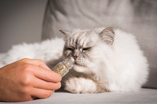 herbe à chat