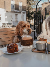 By-teddy-peluche-pour-chien-design-cafe-Flat_White