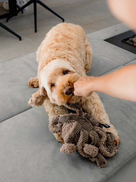 District70-peluche-fouille-pour-chien-SQUID