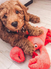 Fringe-petshop-peluche-design-chien-289646-lobster