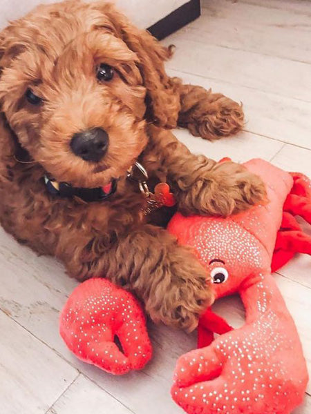 Fringe-petshop-peluche-design-chien-289646-lobster