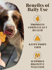 Hackney-Dog-House-complement-alimentaire-chien-digestion-probiotic