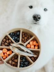 Lambwolf-Collective-gamelle-enrichissement-pour-chien-bento-rose