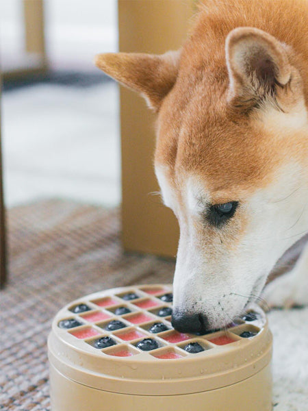 Lambwolf-Collective-gamelle-enrichissement-pour-chien-bento-rose