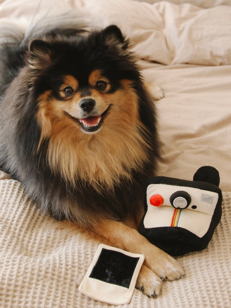Lambwolf-Collective-jouet-design-minimalist-pour-chien-appareil-photo