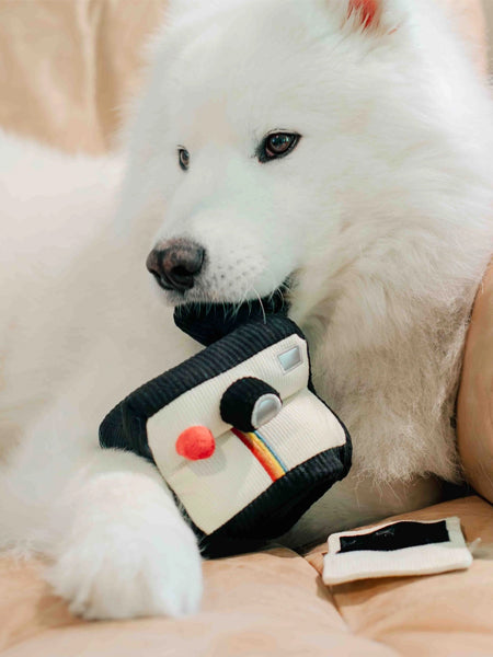 Lambwolf-Collective-jouet-design-minimalist-pour-chien-appareil-photo