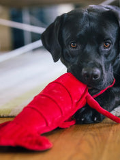 Pet-play-jouet-peluche-chien-Ocean-Buddies-homard