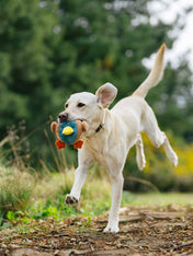 Pet-play-jouet-peluche-chien-balle-a-picot-Barnyard-Buddies-canard