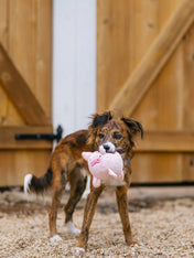 Pet-play-jouet-peluche-chien-balle-a-picot-Barnyard-Buddies-cochon