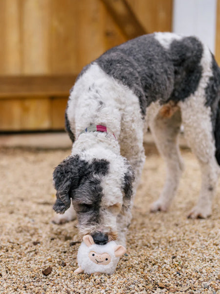 Pet-play-jouet-peluche-chien-balle-a-picot-Barnyard-Buddies-mouton