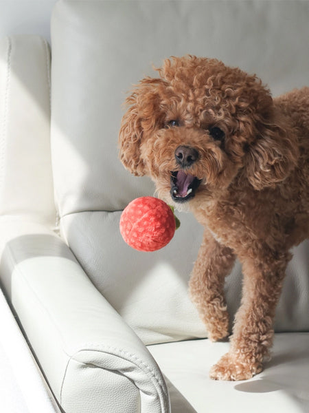 Pups-Bubs-peluche-fouille-pour-chien-sauce-tomate