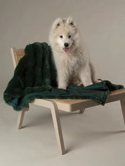 Scruffs-plaid-pour-chien-fetes-de-noel