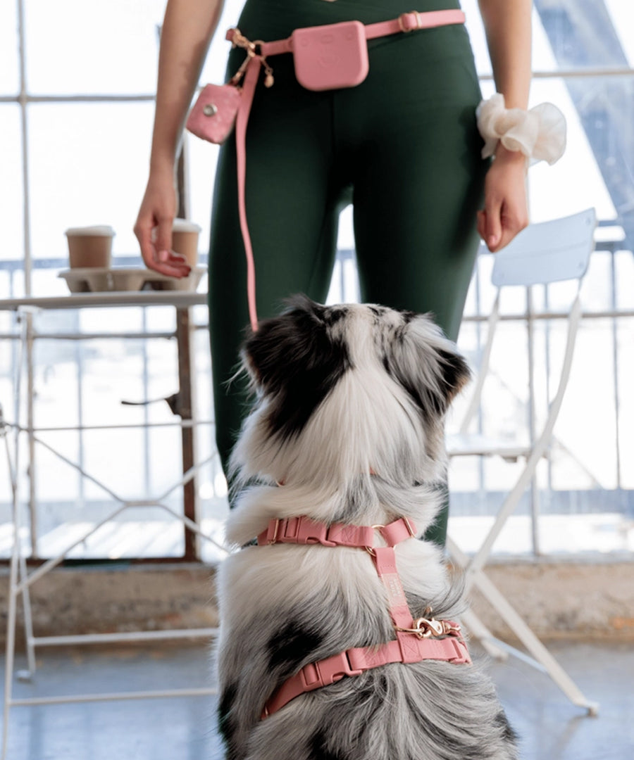 Shop-sunnytails-laisse-waterproof-pour-chien-rose-parfait
