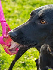 SodaPup-Lick-Stick-Hand-Held-jouetinteractif-pour-chien-chiot-glace-rose