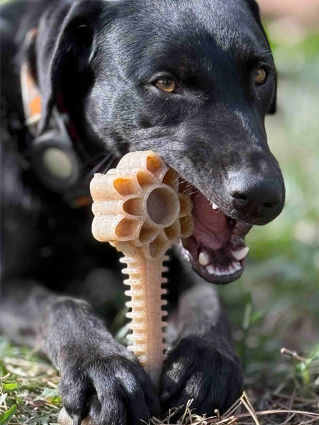 SodaPup-jouet-interactif-pour-chien-chiot-eChew-Flower-Tower-Nylon-xl