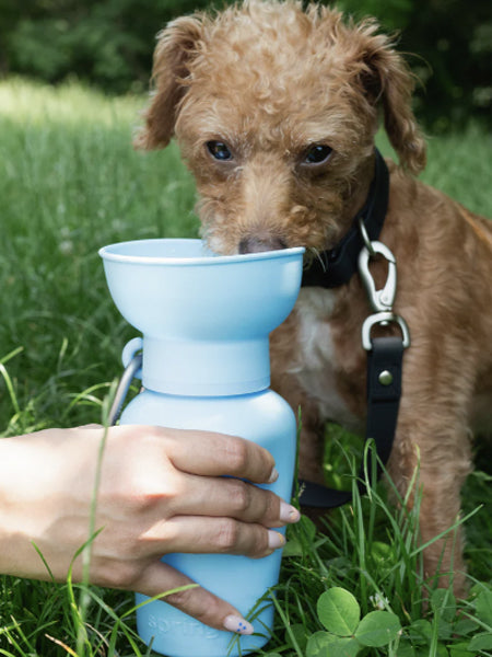 Springer-bouteille-Flip-Dog-portable-voyage-chien-BLEU