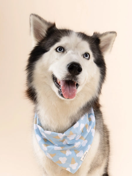 The-Paws-bandana-pour-chien-Blue-Bell