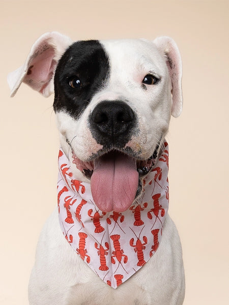 The-Paws-bandana-pour-chien-Lobstah