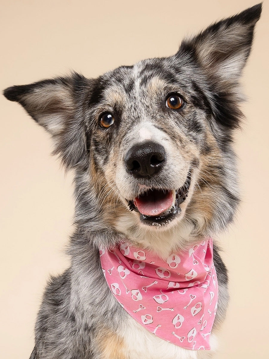 The-Paws-bandana-pour-chien-Love-Lock
