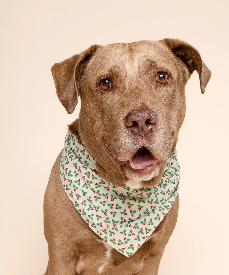 The-Paws-bandana-pour-chien-Merry