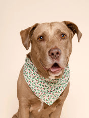 The-Paws-bandana-pour-chien-Merry