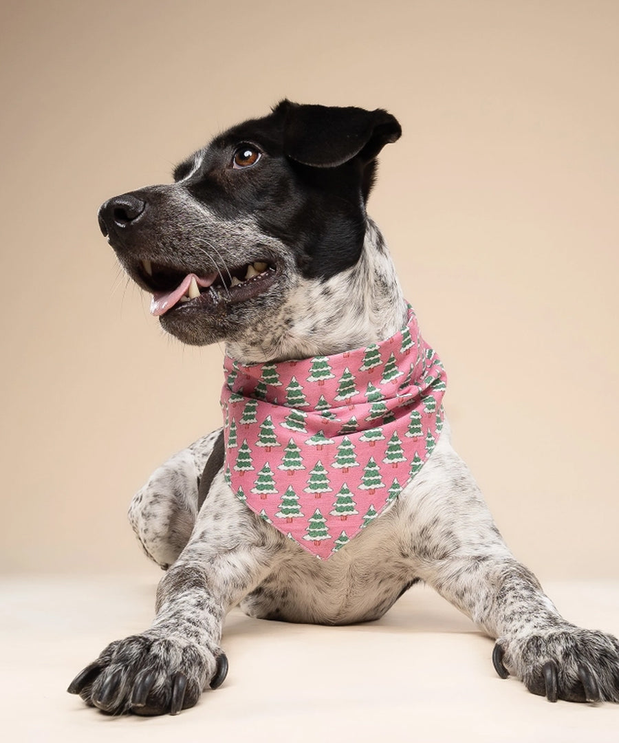 The-Paws-bandana-pour-chien-Pink-Alpine