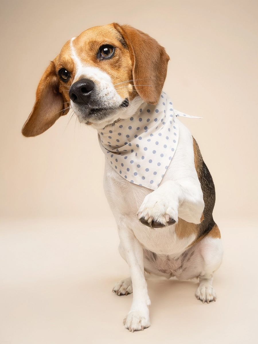 The-Paws-bandana-pour-chien-Polka-Dot-bleu