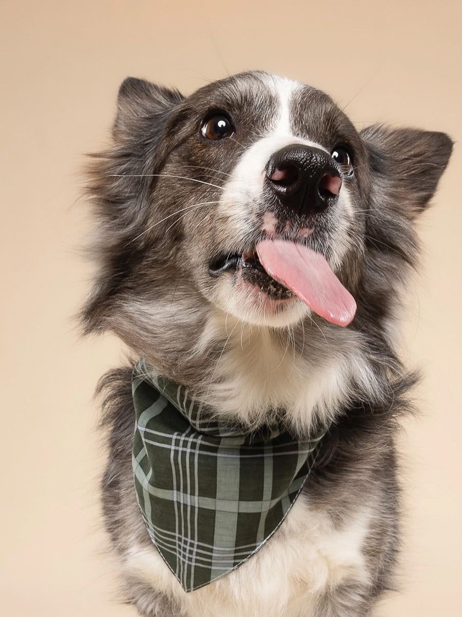 The-Paws-bandana-pour-chien-winter-pine