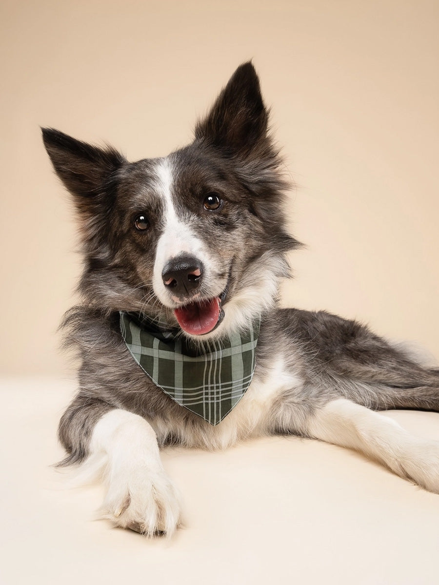 The-Paws-bandana-pour-chien-winter-pine