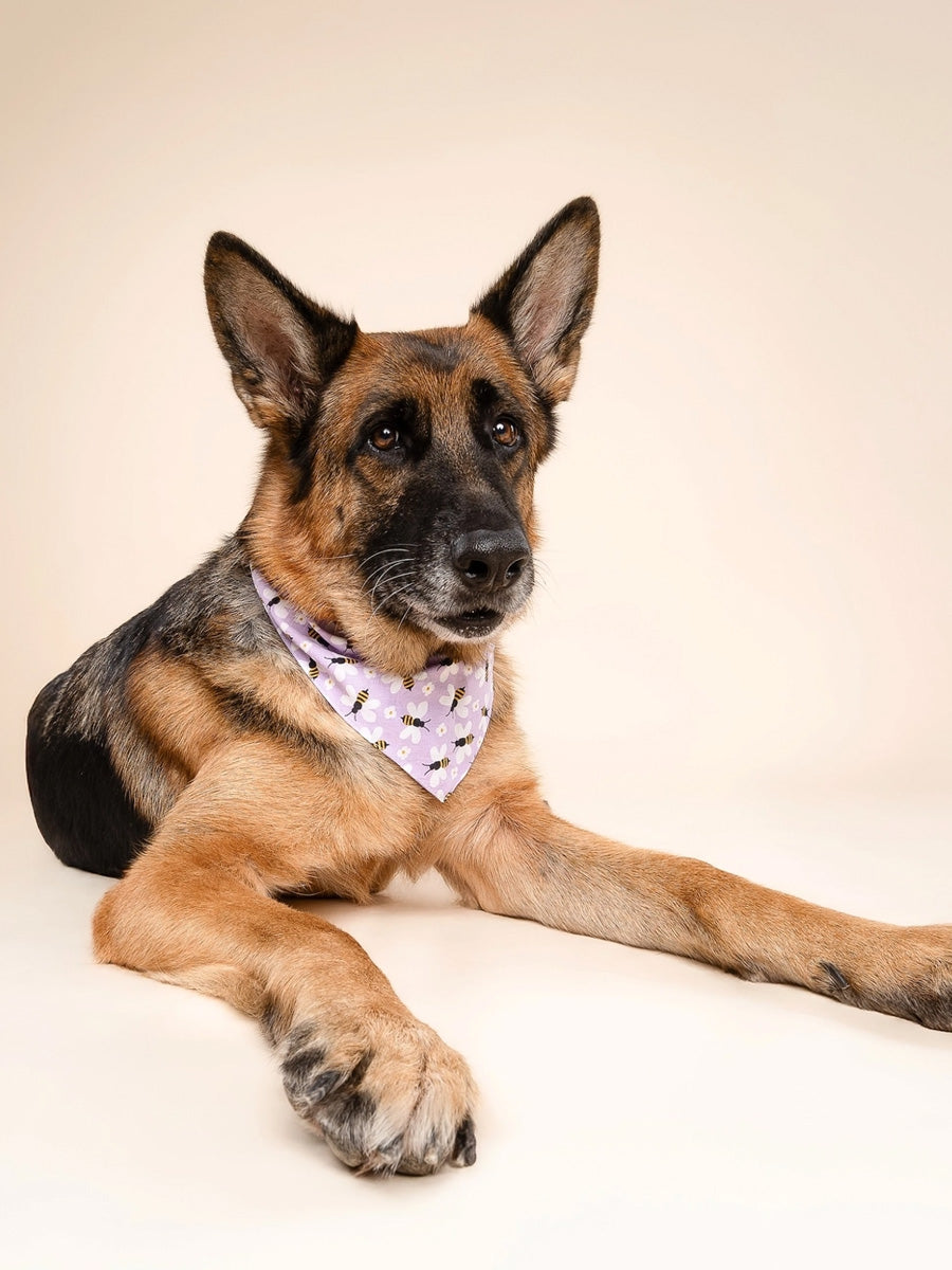 The-Paws-bandana-pour-chien-abeille-violet
