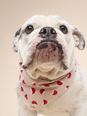The-Paws-bandana-pour-chien-jolly-chapeau-noel