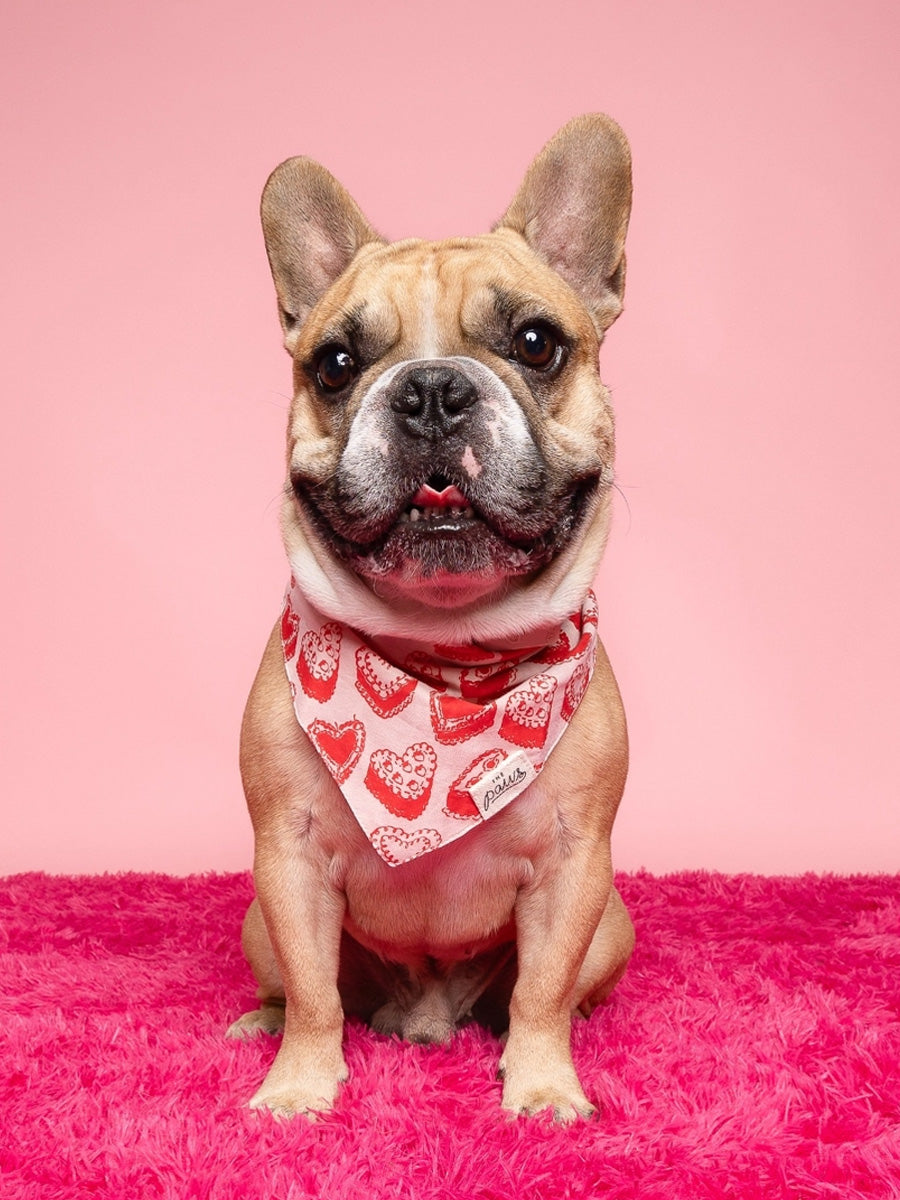 The-Paws-bandana-pour-chien-kate