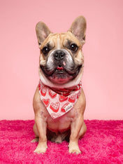 The-Paws-bandana-pour-chien-kate
