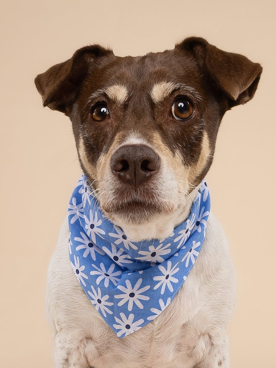 The-Paws-bandana-pour-chien-lyla-fleur-bleu