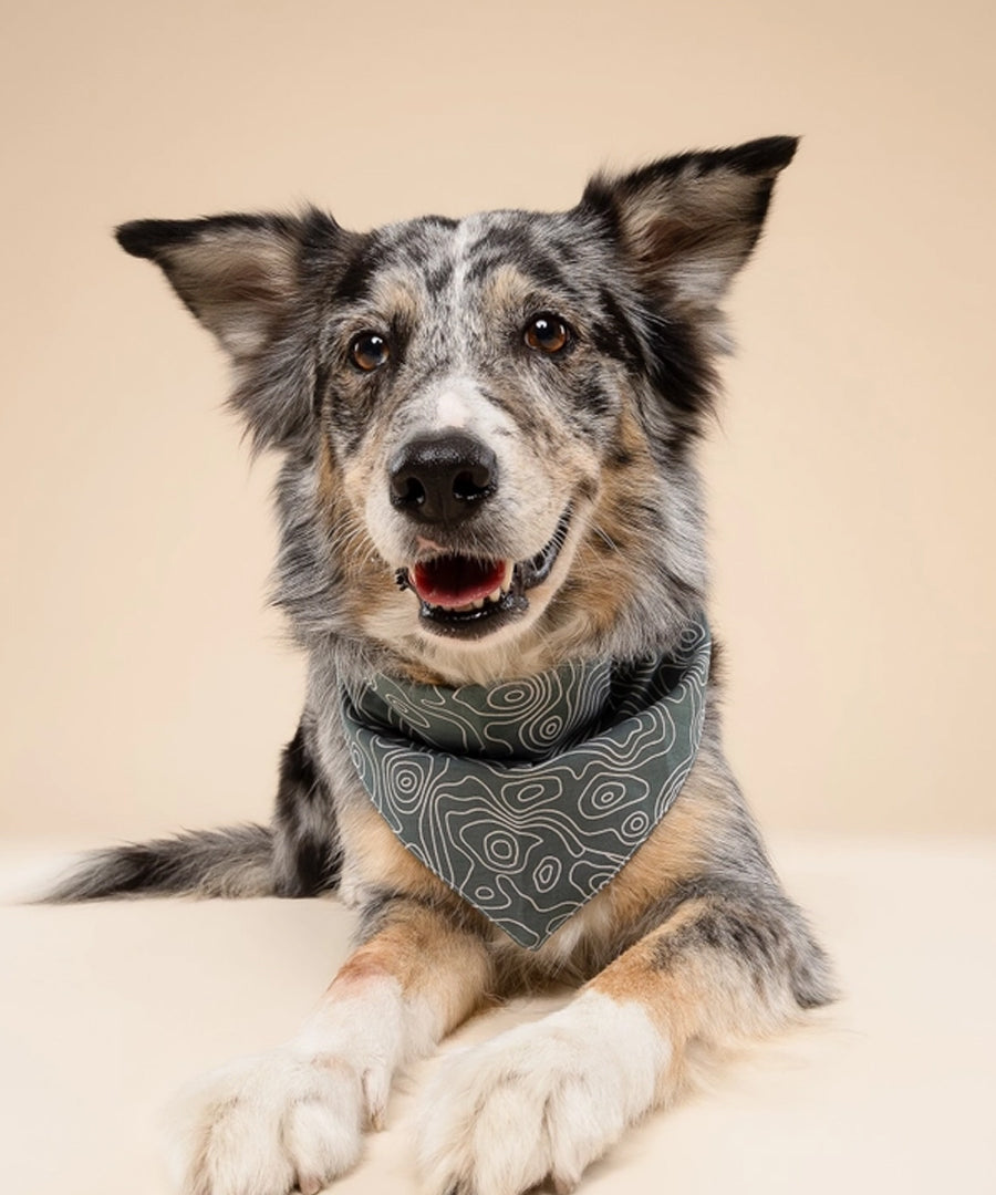 The-Paws-bandana-pour-chien-parks