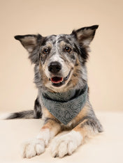 The-Paws-bandana-pour-chien-parks