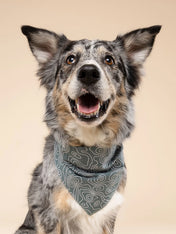 The-Paws-bandana-pour-chien-parks