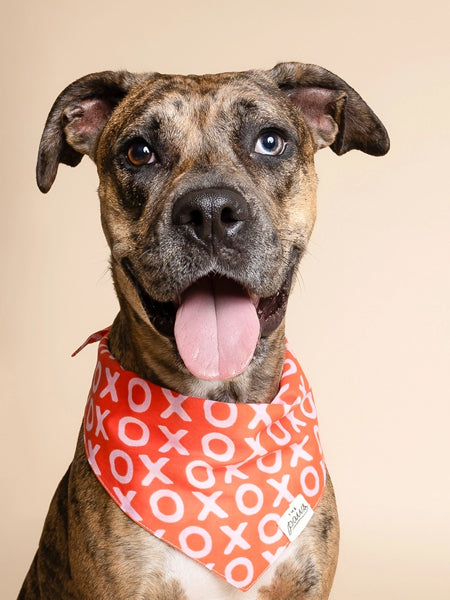 The-Paws-bandana-pour-chien-saint-valentin-xo-xo