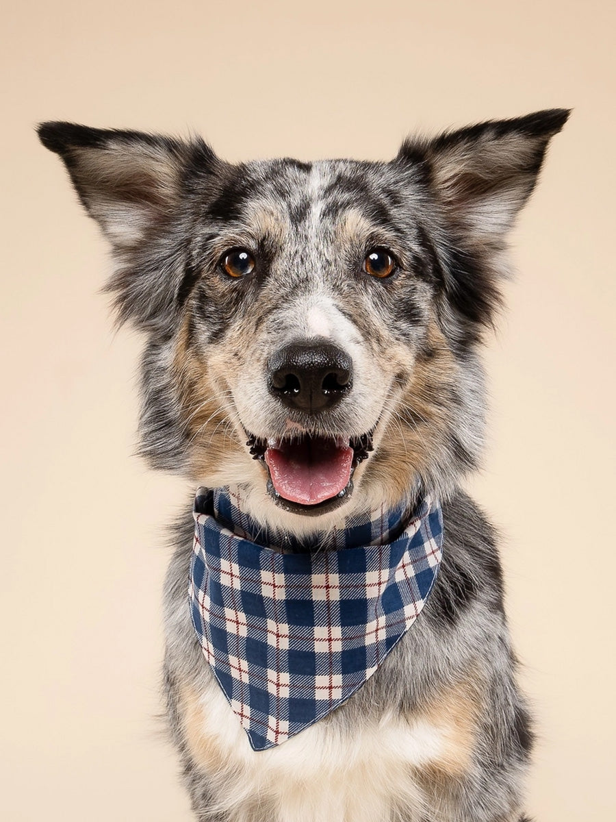 The-Paws-bandana-pour-chien-winter