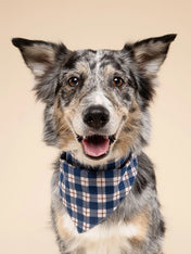 The-Paws-bandana-pour-chien-winter