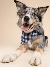 The-Paws-bandana-pour-chien-winter