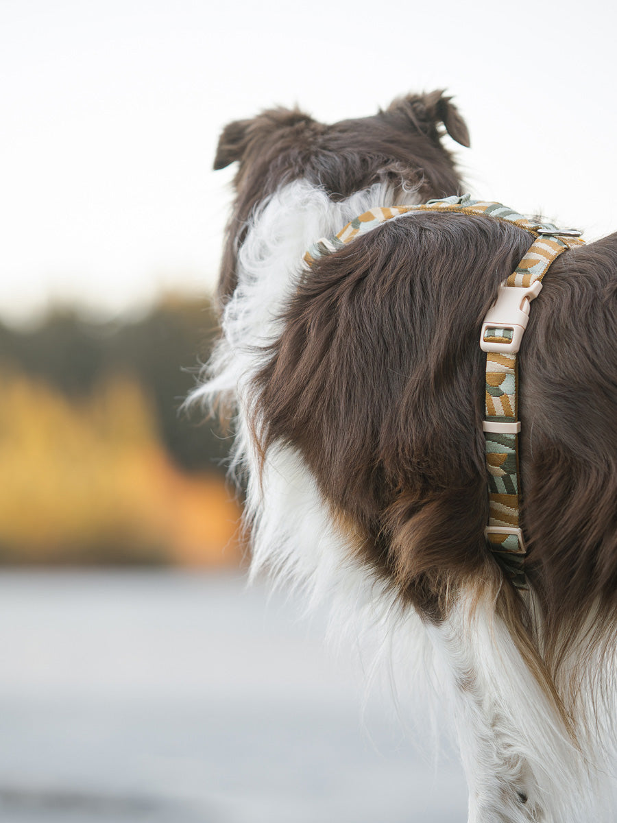 Woolly-Wolf-harnais-pour-chien-Cloudbeam