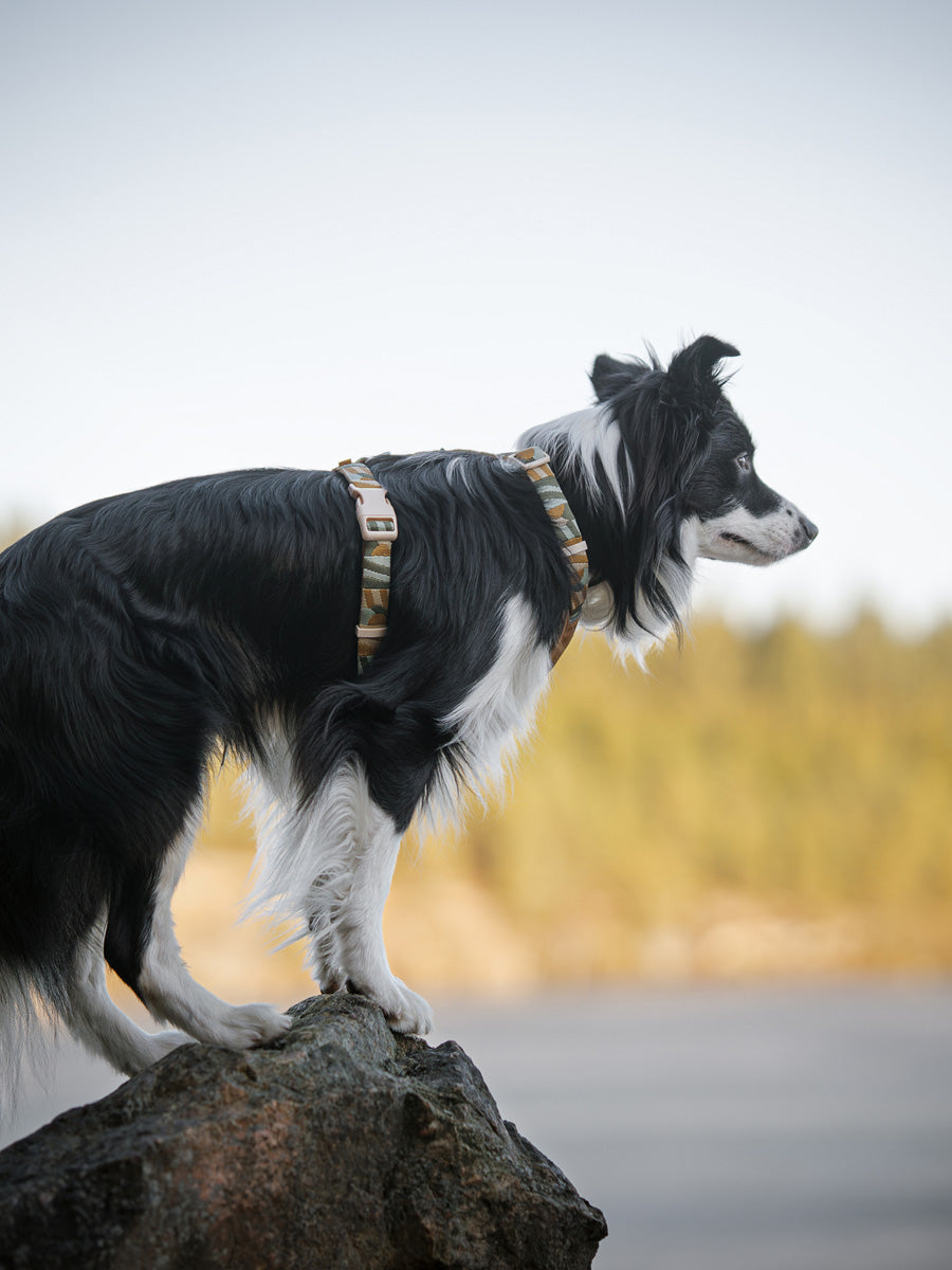 Woolly-Wolf-harnais-pour-chien-Cloudbeam