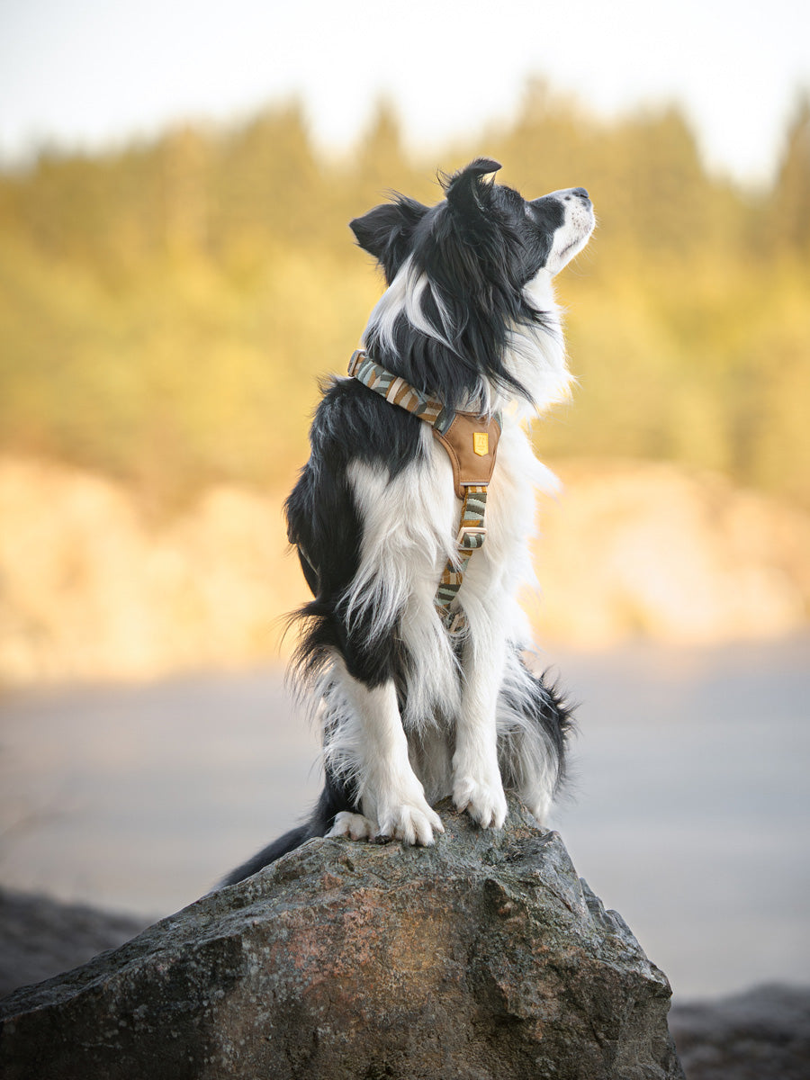 Woolly-Wolf-harnais-pour-chien-Cloudbeam