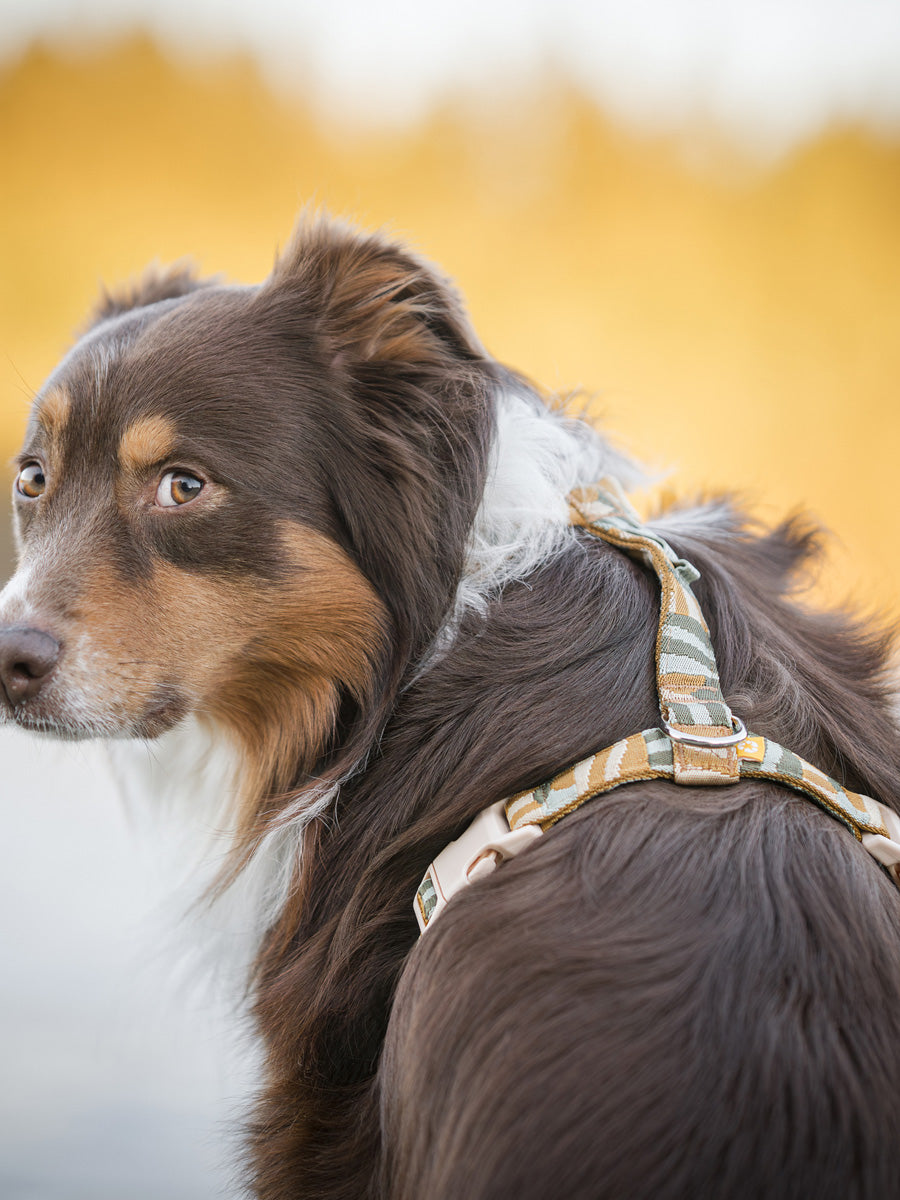 Woolly-Wolf-harnais-pour-chien-Cloudbeam