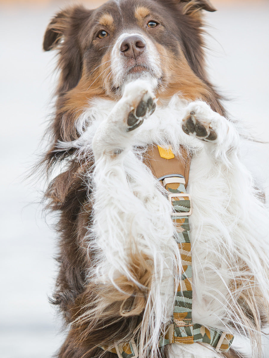 Woolly-Wolf-harnais-pour-chien-Cloudbeam