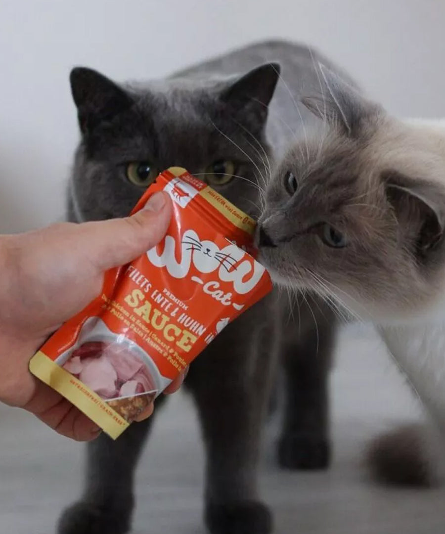 Wow-cat-filets-poulet-canard-en-sauce-pour-chat