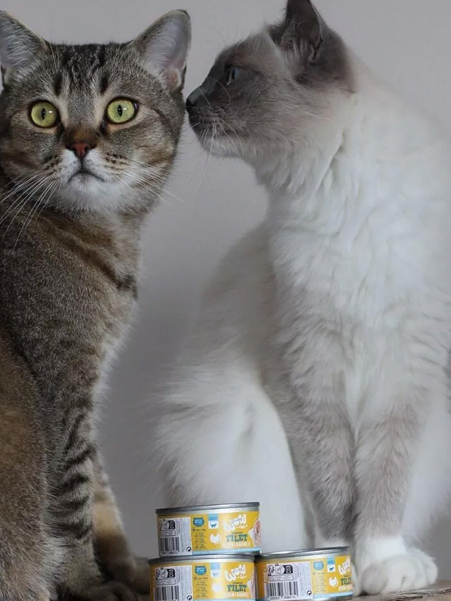 Wow-cat-filets-premium-poulet-pour-chat