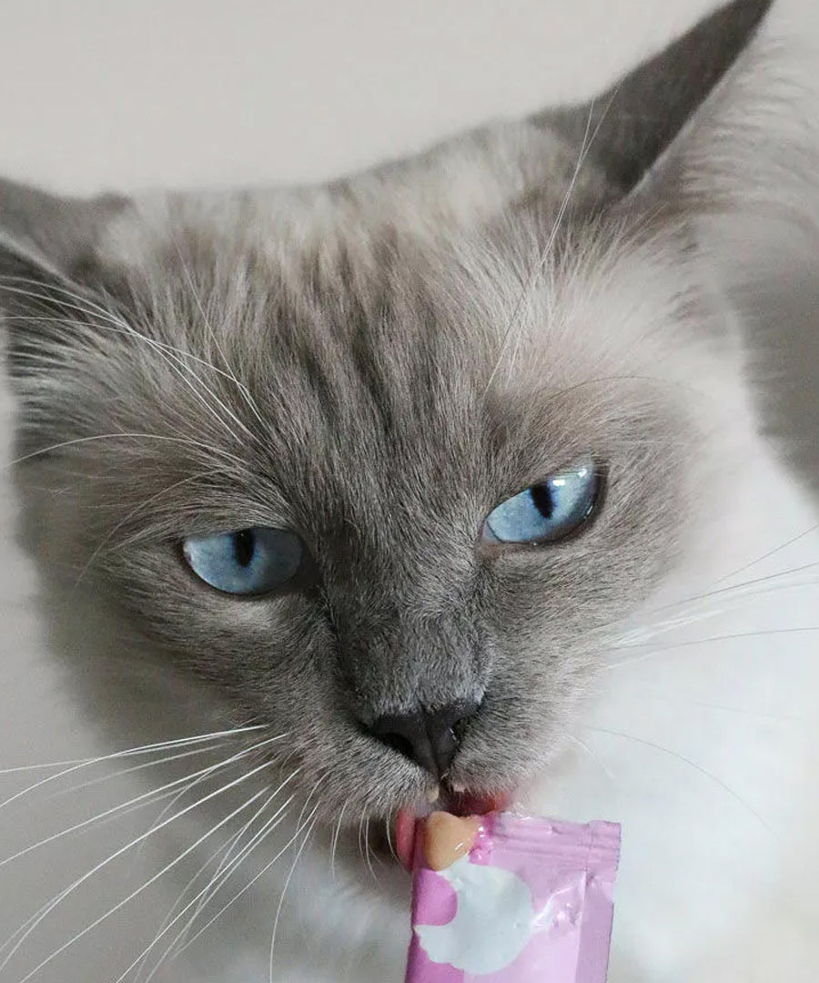 Wow-cat-friandises-a-lecher-pour-chat-creamies-poulet