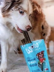 Wow-dog-friandises-stick-dentaire-pour-chien-maxi